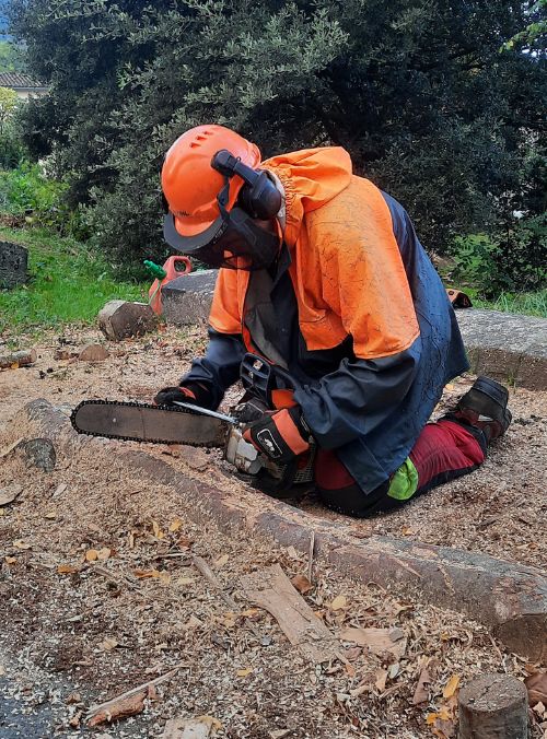 Élève du lycée forestier André Alquier utilisant une tronçonneuse pour abattre un arbre, illustrant l'apprentissage pratique des compétences en gestion forestière.