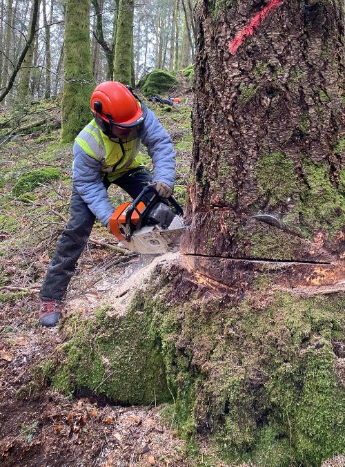 Élève du lycée forestier André Alquier en train de tronçonner un arbre, démontrant les techniques appropriées et les règles de sécurité lors des travaux forestiers.