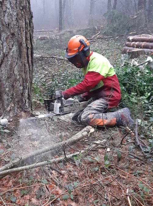 Immersion en pleine nature : un élève du lycée forestier met en pratique ses compétences en abattage d’arbres lors d’un exercice scolaire, alliant apprentissage technique et respect de l’environnement.