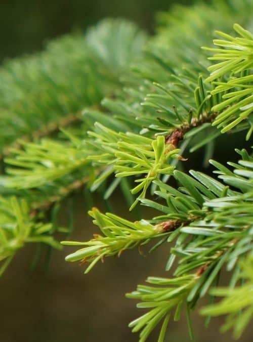 Photo d'un arbre majestueux dans le parc du lycée forestier André Alquier, représentant la biodiversité et l'importance des forêts dans l'écosystème.